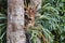 Parasitic bromeliad growing on kauri tree trunk