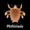 Parasitic diseases of Phthiriasis. Pediculosis pubis. Pubic lice structure. Sexually transmitted diseases. Infographics