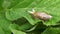 A parasitic flatworm the Green-banded broodsac, Leucochloridium paradoxum inside of a snail