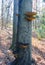 Parasitic fungi Tinder fungus on a tree trunk in the autumn forest, Princeton County