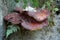Parasitic fungi on a tree