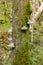 Parasitic fungi on a tree trunk in a mountain forest in early spring