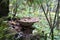 A parasitic fungus on the trunk of a dead tree