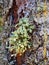 Parasitic Green Growths on Old Pine Tree