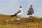 Parasitic Jaeger - Stercorarius parasiticus, big brown bird flying and sitting over the meadow in Norway near seacost