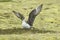 parasitic jaeger (Stercorarius parasiticus) Iceland