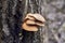 Parasitic mushrooms on tree bark