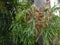 Parasitic plant with green and brown leaves on a tree trunk in the tropics