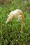 Parasitic plant Pinesap False beech-drops, Hypopitys monotropa in a pine forest