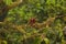 Parasitic plants and moss. Monteverde Cloud Forest, Costa Rica