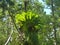 parasitic plants on a tree trunk in backlight