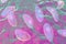 Parasitic protozoans Toxoplasma gondii in tachyzoite stage