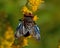 Parasitic Tachina fly Phasia hemiptera in macro