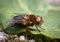 Parasitic Tachina fly Phasia hemiptera from Mandal, Norway, in summer, july