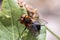 Parasitic Tachina fly Phasia hemiptera from Mandal, Norway, in summer, july