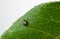 A parasitic tick climbs a leaf of a plant. Close-up