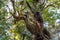 Parasitic Tree Lily Growing On Ancient New Zealand Tree