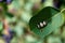 A parasitic wasp cocoon on a saskatoon leaf