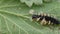 Parasitic Wasp Larvae Emerging From Peacock Butterfly Caterpillar