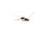 Parasitic wasp Stenarella domator