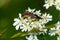 Parasitic wasp on umbellifer flower
