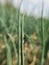 Parasitic Wasps attack on beet armyworm egg on green onion.