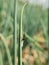 Parasitic Wasps attack on beet armyworm egg on green onion.