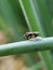 Parasitic Wasps attack on beet armyworm egg on green onion.