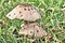 Parasol Fungi - Macrolepiota Procera - In Rough Pasture