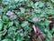 Parasol fungi mushroom forest nature woodland scene