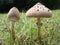 Parasol fungi pair