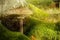 Parasol fungus and moss in the shade