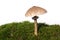 Parasol mushroom