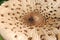 Parasol mushroom