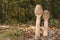 The parasol mushroom