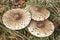 Parasol Mushroom