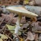 Parasol mushroom