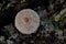 Parasol mushroom above