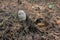 Parasol Mushroom also is known as Lepiota or Macrolepiota procera in the fall forest.