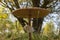 Parasol Mushroom in Autumn