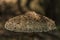 Parasol mushroom in dark forest in sunny day