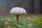 parasol mushroom in a forest