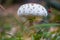 parasol mushroom in a forest