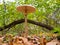 parasol mushroom in a forest