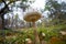 Parasol mushroom in a forest