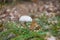 Parasol mushroom in a forest