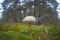 Parasol mushroom in forest