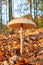 Parasol mushroom in forest