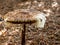 Parasol mushroom giant umbrella mushroom with mold spores in the forest