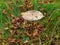 Parasol mushroom growing in grass, fall season nature in detail